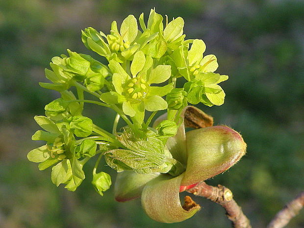 javor mliečny Acer platanoides L.
