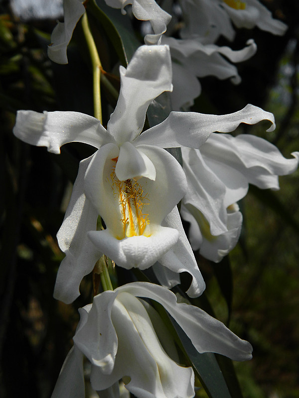orchidej Coelogyne cristata Lindley 1821