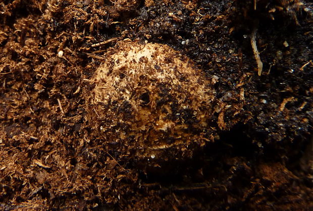 hviezdovka tmavá Geastrum coronatum Pers.