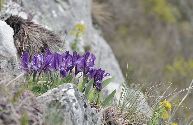 kosatec Iris reichenbachii Heuff.