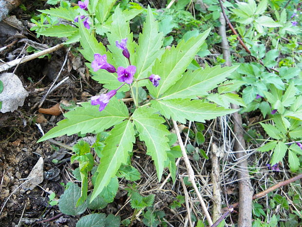 zubačka žliazkatá Dentaria glandulosa Waldst. et Kit. ex Willd.