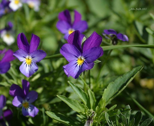 fialka sutinová pestrá Viola saxatilis subsp. polychroma (A. Kern.) Kirschner et Skalický