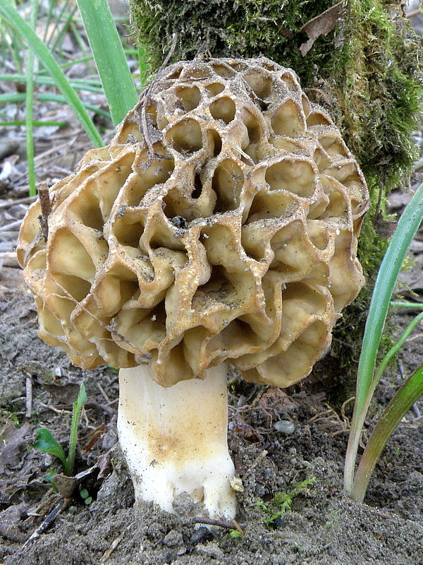 smrčok jedlý Morchella esculenta (L.) Pers.