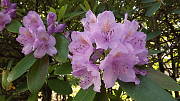 rhododendron sp.
