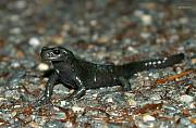 salamandra alpská - čierna
