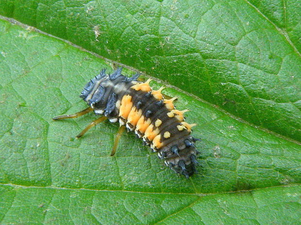 lienka východná - larva Harmonia axyridis