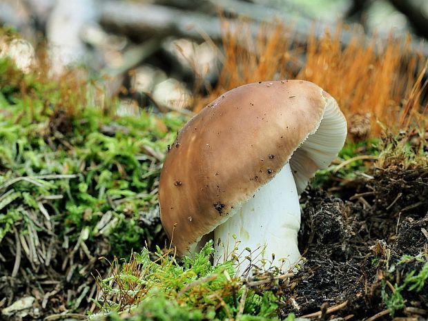 plávka lasičia Russula mustelina Fr.