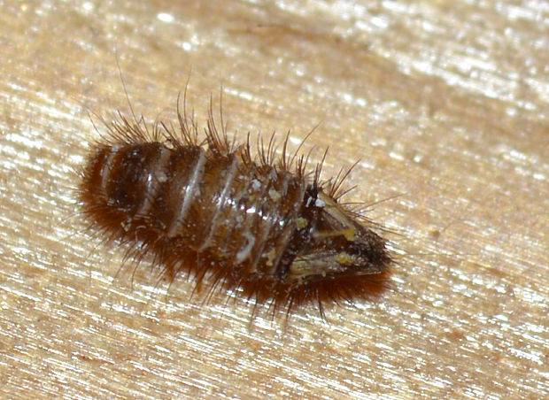 larva Athrenus sp.