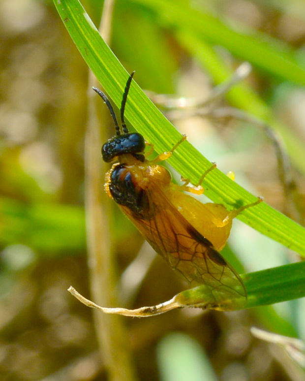 piliarka pýrová  Selandria serva (Tenthredinidae, Hymenoptera).