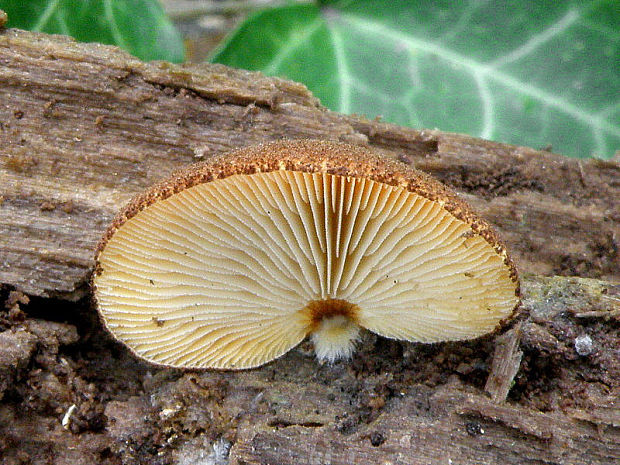 pahliva šafranová Crepidotus crocophyllus (Berk.) Sacc.