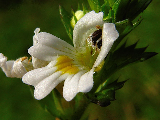 očianka Euphrasia nemorosa subsp. nemorosa
