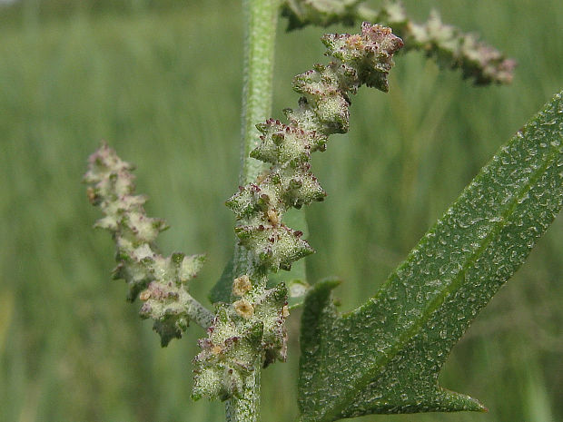 loboda rozprestretá širokolistá Atriplex prostrata subsp. latifolia  (Wahlenb.) Rauschert