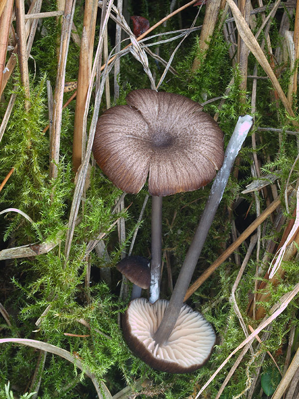 hodvábnica Entoloma poliopus (Romagn.) Noordel.