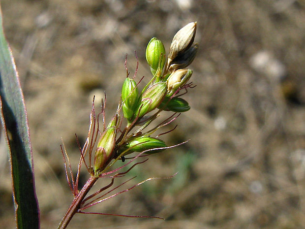 mohár zelený Setaria viridis (L.) P. Beauv.