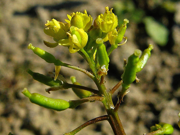 roripa močiarna Rorippa palustris (L.) Besser