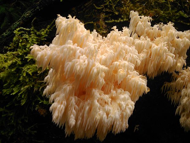 koralovec jedľový Hericium coralloides (Scop.) Pers.