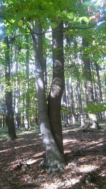 buk lesný s dubom Fagus sylvatica L.