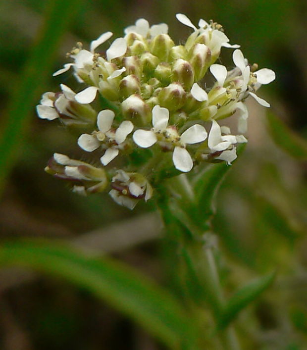 žerucha poľná Lepidium campestre (L.) R. Br.