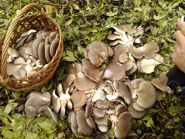 hliva ustricovitá Pleurotus ostreatus (Jacq.) P. Kumm.