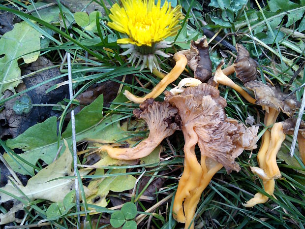 Cantharellus lutescens Fr.