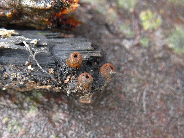 pakorienkovka čierna Plectania melastoma  (Sowerby) Fuckel