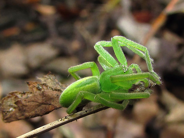 maloočka smaragdová Micrommata virescens