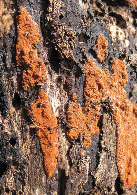 drevovček oranžový ? Hypoxylon ticinense L.E. Petrini