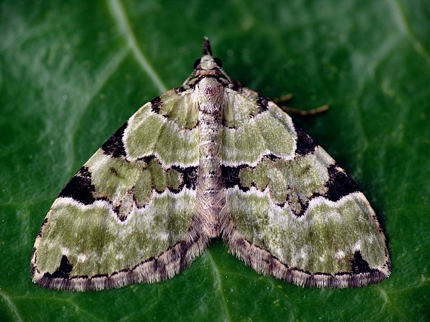 piadivka hluchavková (sk) / píďalka zelená (cz) Colostygia pectinataria Knoch, 1781