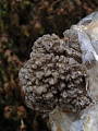 trsovnica lupeňovitá na pilinovom substráte