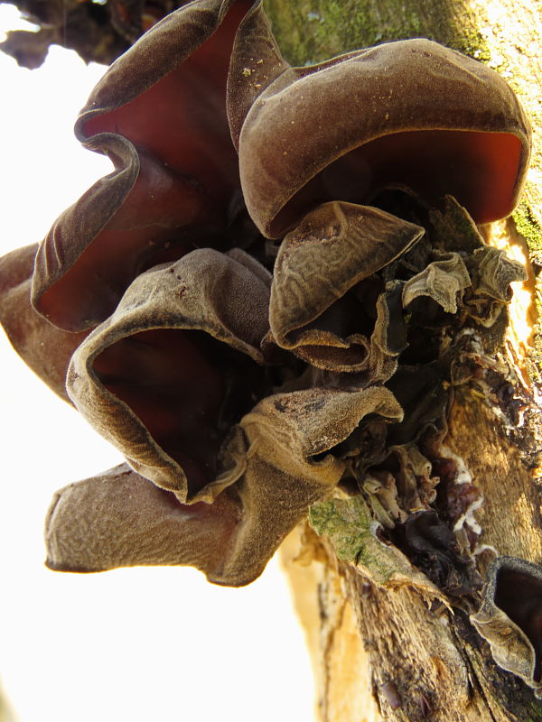uchovec bazový Auricularia auricula-judae (Bull.) Quél.
