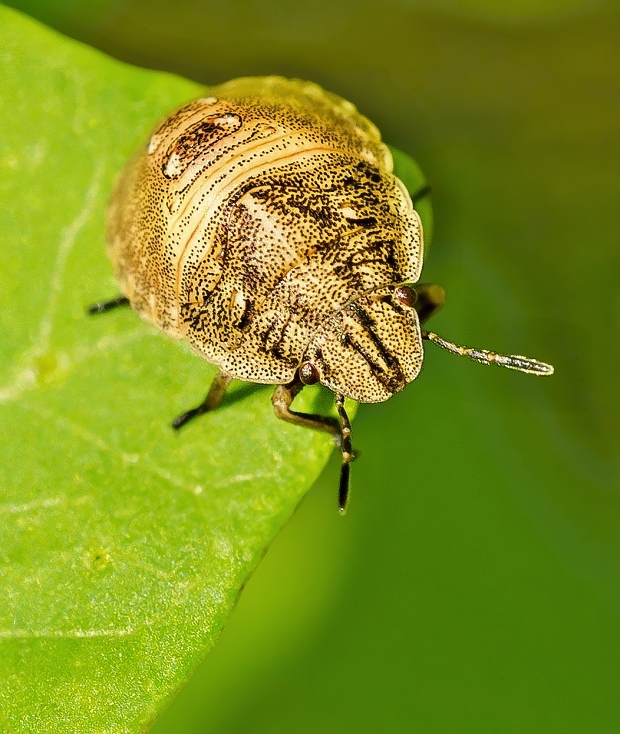 bzdocha Eurygaster testudinaria nympha
