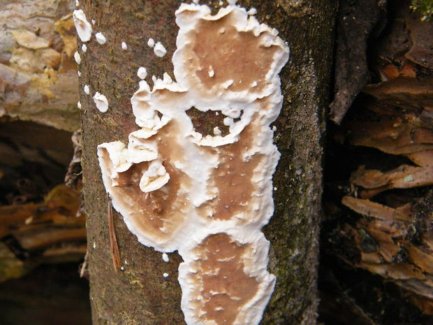 pakôrovec kožovitý Byssomerulius corium (Pers.) Ginns