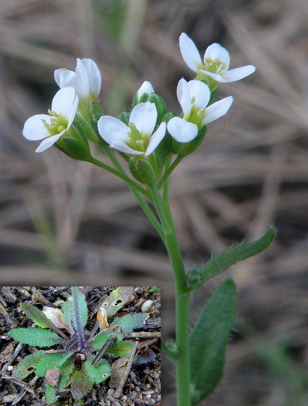 arábkovka thalova Arabidopsis thaliana (L.) Heynh.