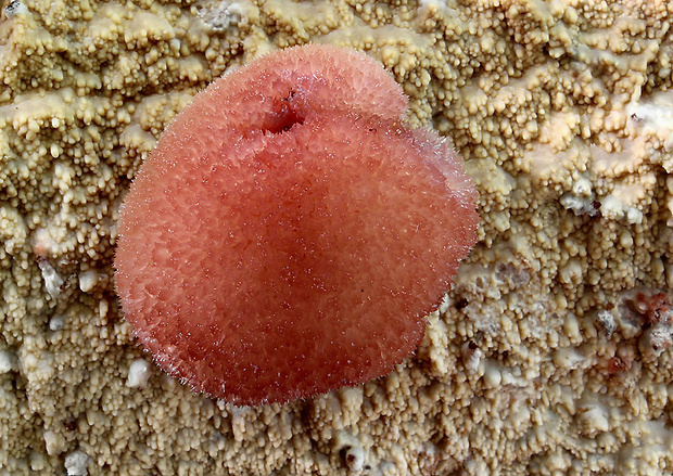 jahodník Tubifera sp./Tubulifera sp.