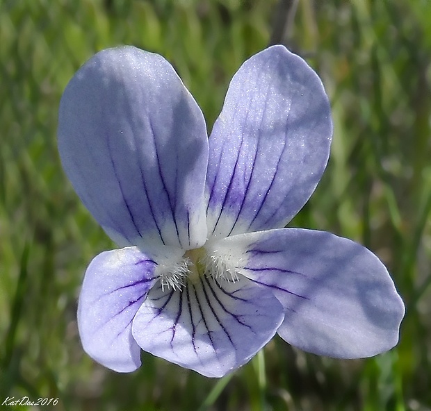 fialka nízka Viola pumila Chaix