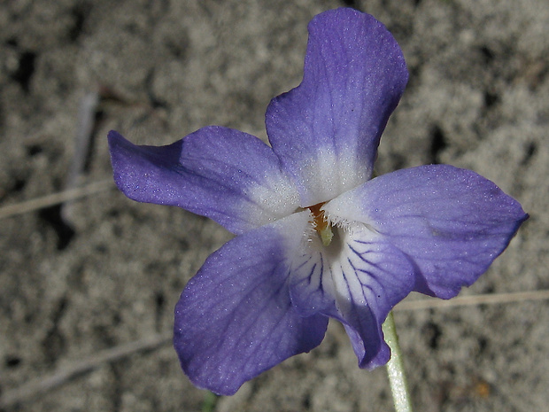 fialka skalná Viola rupestris F. W. Schmidt
