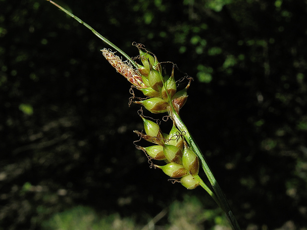ostrica leskloplodá Carex liparocarpos Gaudin
