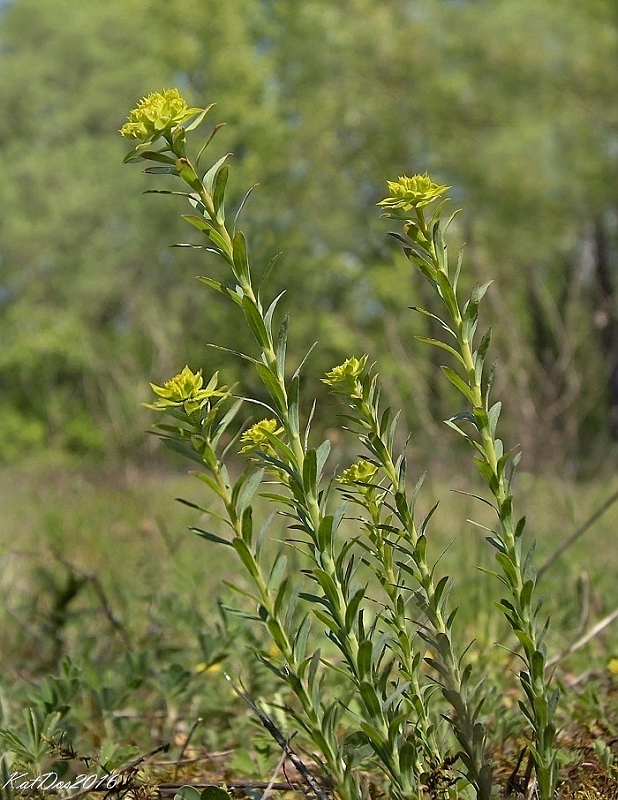 mliečnik seguierov pravý Euphorbia seguieriana Neck.
