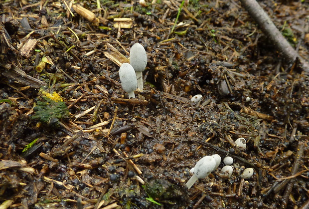 hnojník Coprinopsis cf. tuberosa (Quél.) Doveri, Granito & Lunghini