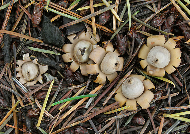 hviezdovka kvetovitá Geastrum floriforme Vittad.