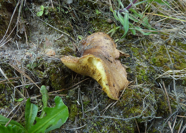 masliak kopcový Suillus collinitus (Fr.) Kuntze