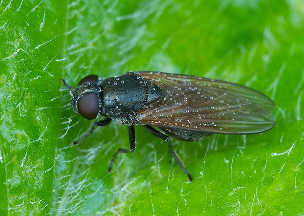 černuška Cheilosia vicina