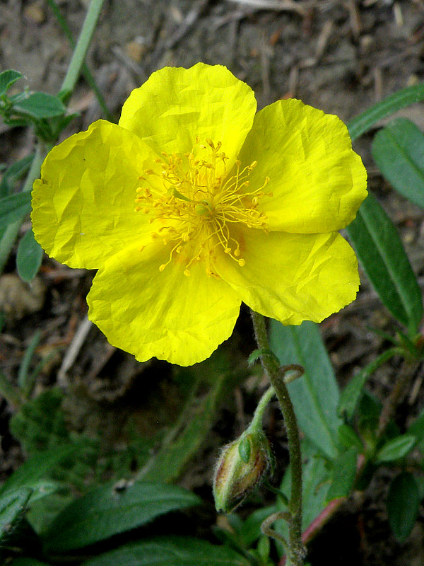 devätorník veľkokvetý tmavý Helianthemum grandiflorum subsp. obscurum (Pers. ex Wahlenb.) Holub