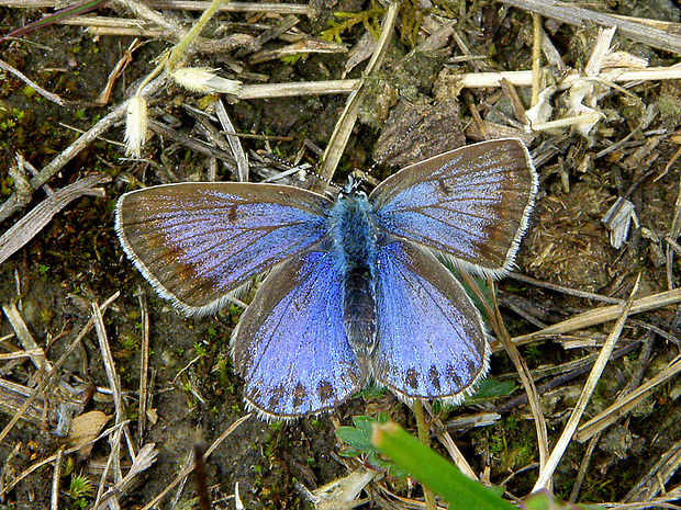 modráčik obyčajný - samička   Polyommatus icarus