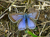 modráčik obyčajný - samička  