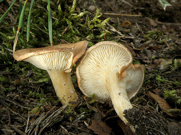 strmuľka lievikovitá Clitocybe gibba (Pers.) P. Kumm.