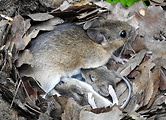 myšice lesní