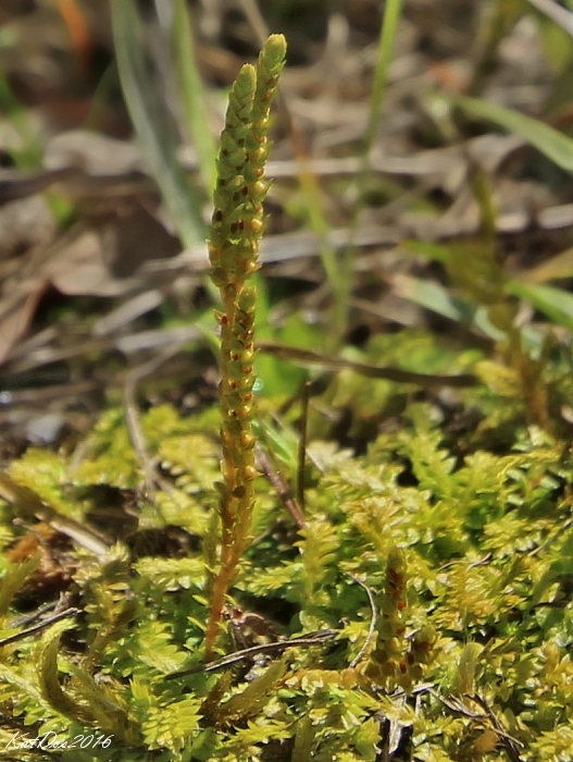 vranček švajčiarsky Lycopodioides helveticum (L.) Kuntze
