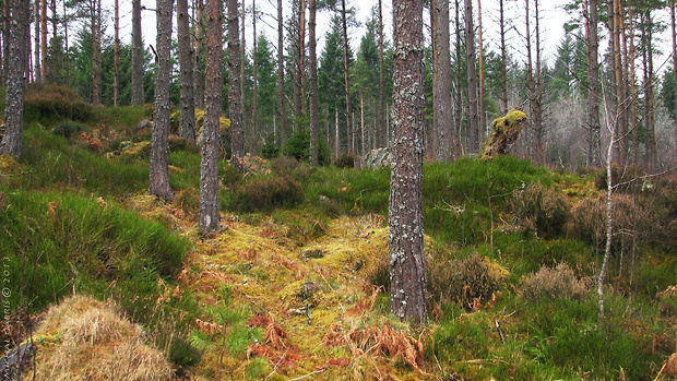 lochnesska v lese :) (Northwest Highlands)
