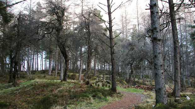 škótsky les (Northwest Highlands)